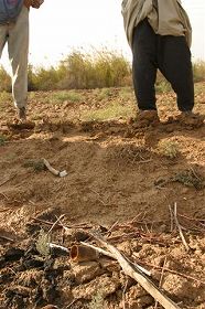 畑にや畦道、草むらにクラスター爆弾の不発弾が転がっている。